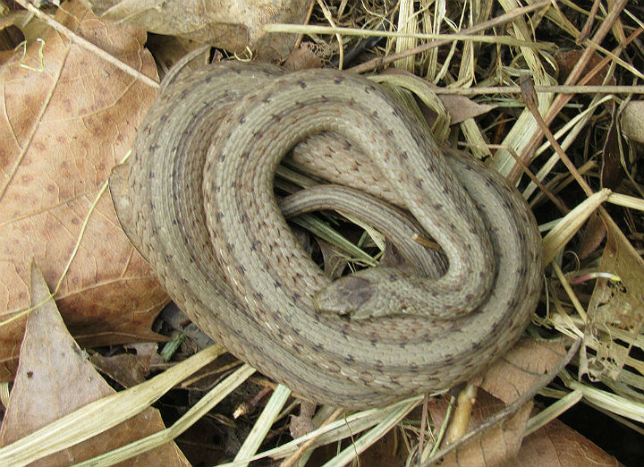 Brown Snake